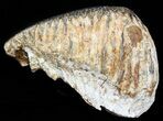 Upper Jaw M Mammoth Molar - North Sea #45380-2